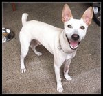 Caesar:good Watchdog - Bull Terrier Mix Dog