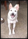 Caesar:good Watchdog - Bull Terrier Mix Dog