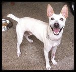 Caesar:good Watchdog - Bull Terrier Mix Dog