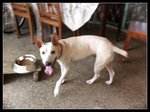 Caesar:good Watchdog - Bull Terrier Mix Dog