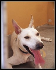 Caesar:good Watchdog - Bull Terrier Mix Dog