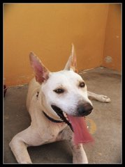 Caesar:good Watchdog - Bull Terrier Mix Dog