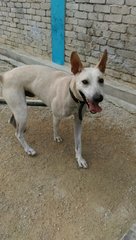 Caesar:good Watchdog - Bull Terrier Mix Dog