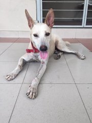 Caesar:good Watchdog - Bull Terrier Mix Dog