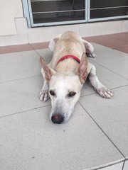 Caesar:good Watchdog - Bull Terrier Mix Dog