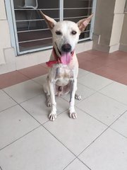 Caesar:good Watchdog - Bull Terrier Mix Dog