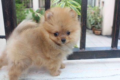 T-cup Orange Pom Pup With Mka - Pomeranian Dog