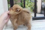 T-cup Orange Pom Pup With Mka - Pomeranian Dog