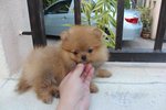 T-cup Orange Pom Pup With Mka - Pomeranian Dog