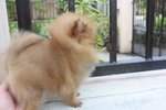 T-cup Orange Pom Pup With Mka - Pomeranian Dog