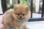 T-cup Orange Pom Pup With Mka - Pomeranian Dog