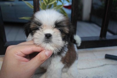 T-cup Shih Tzu Pup With Mka Cert  - Shih Tzu Dog