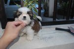 T-cup Shih Tzu Pup With Mka Cert  - Shih Tzu Dog