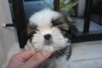 T-cup Shih Tzu Pup With Mka Cert  - Shih Tzu Dog