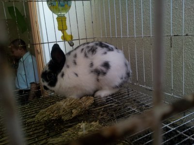 Netherland Dwarf With Pedigree - Netherland Dwarf Rabbit