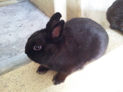 Black Netherland Dwarf - Netherland Dwarf Rabbit