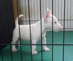 Miniature Bull Terrier Show Breed - Bull Terrier Dog