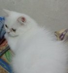 Trisstan - Persian + Domestic Long Hair Cat