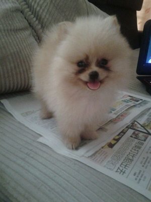 Cream White Pomeranian With Mka - Pomeranian Dog