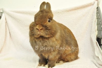 Netherland Dwarf - Chocolate 25 - Netherland Dwarf Rabbit