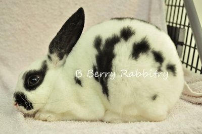 Mini Rex - Broken Black 25 - Mini Rex Rabbit