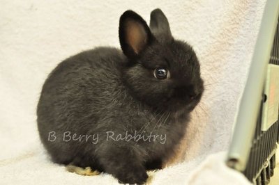 Netherland Dwarf - Black 258 - Netherland Dwarf Rabbit