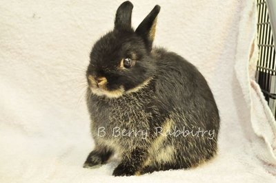 Netherland Dwarf - Black Otter 258 - Netherland Dwarf Rabbit