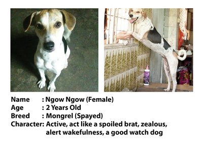 Ngow Ngow/girl Girl/loi Loi - Mixed Breed Dog