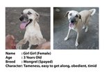 Ngow Ngow/girl Girl/loi Loi - Mixed Breed Dog