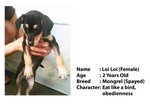 Ngow Ngow/girl Girl/loi Loi - Mixed Breed Dog