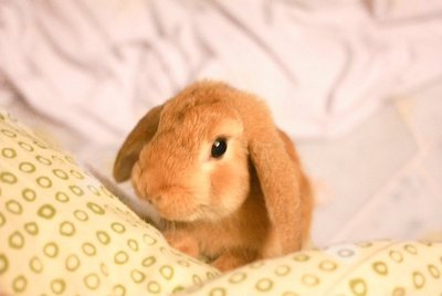 Popcorn  - Mini-Lop Rabbit