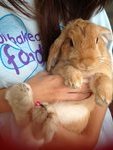 Popcorn  - Mini-Lop Rabbit