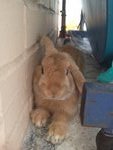 Popcorn  - Mini-Lop Rabbit