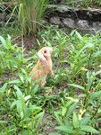 Popcorn  - Mini-Lop Rabbit