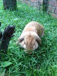 Popcorn  - Mini-Lop Rabbit