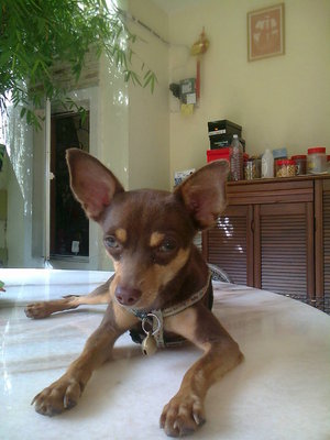 Lucky - Miniature Pinscher Dog