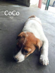 Little CoCo