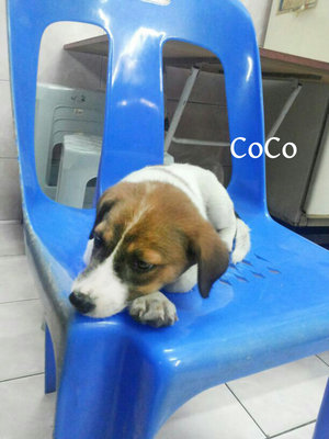 Coco  - Mixed Breed Dog