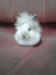 Mix Teddy - Dwarf Rabbit