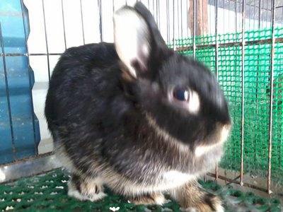 Nd 2 - Netherland Dwarf Rabbit