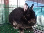 Nd 2 - Netherland Dwarf Rabbit