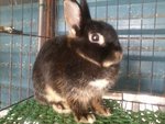 Nd 2 - Netherland Dwarf Rabbit