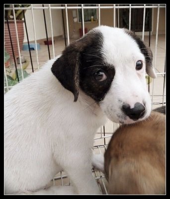 Pandora - Terrier Mix Dog