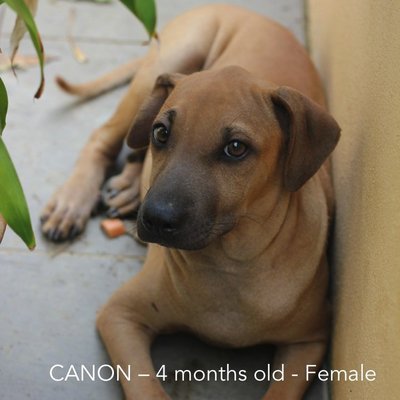 Canon, Fuji &amp; Nikon - Mixed Breed Dog