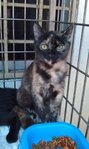 Spca Ampang Relocated  Sep 30, 2013 - Domestic Short Hair Cat