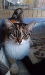 Spca Ampang Relocated  Sep 30, 2013 - Domestic Short Hair Cat