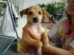 Penny - Mixed Breed Dog