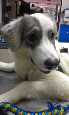 Hestia/tia  - Great Pyrenees + Mountain Dog Dog