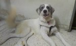 Hestia/tia  - Great Pyrenees + Mountain Dog Dog