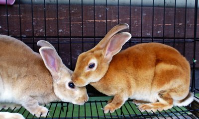 Mini Rex Rabbits! - Mini Rex Rabbit